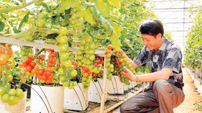 Áp dụng tưới tiên tiến, tiết kiệm nước mang lại hiệu quả cao trong sản xuất tại tỉnh Lâm Đồng. (Ảnh: MAI VĂN BẢO)
