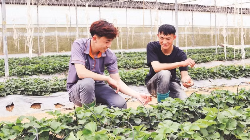 Thành viên Hợp tác xã thanh niên Mộc Châu, tỉnh Sơn La kiểm tra hệ thống tưới nhỏ giọt tại vườn dâu tây.