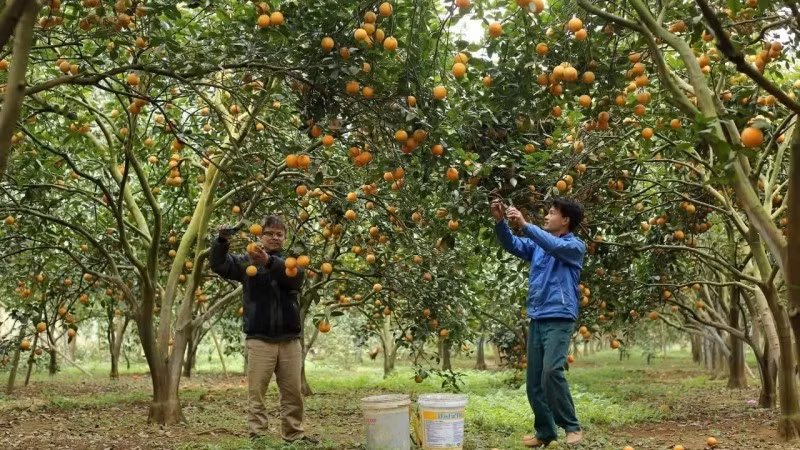 Người dân tỉnh Hòa Bình thu hoạch cam. (Ảnh: AN THÀNH ĐẠT)
