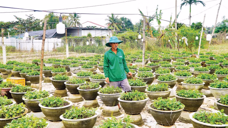 Ông Nguyễn Đức Khanh (phường Hội An Đông, thành phố Đà Nẵng) chăm sóc các chậu hoa cúc sau lũ.