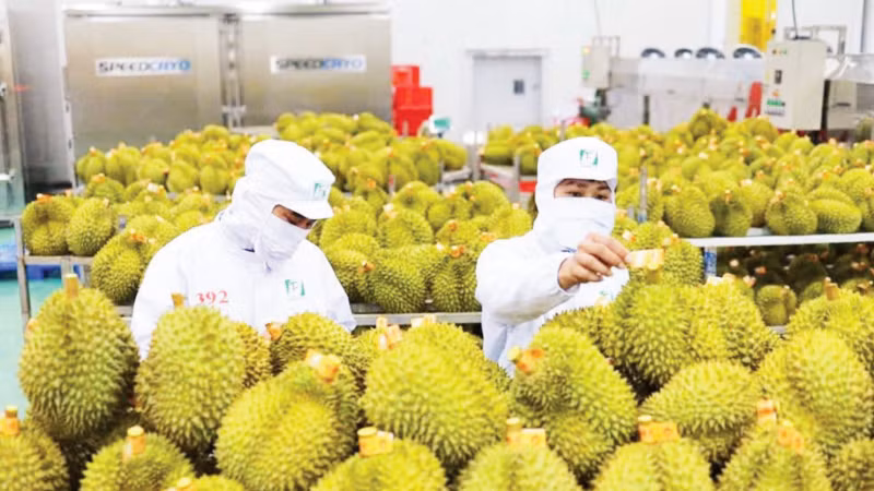 Kiểm tra sầu riêng trước khi xuất khẩu tại Công ty cổ phần Tập đoàn xuất nhập khẩu trái cây Chánh Thu. (Ảnh: Chánh Thu Group cung cấp)