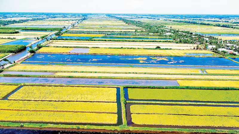 Mô hình lúa sinh thái canh tác trên đồng đất lúa-tôm của tỉnh Cà Mau.