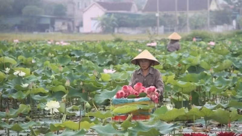 Hệ thống cơ sở dữ liệu giúp Hợp tác xã Nông nghiệp Sen quê Bác tại xã Kim Liên, tỉnh Nghệ An kiểm soát chất lượng hiệu quả hơn. (Ảnh: KIM TIẾN)