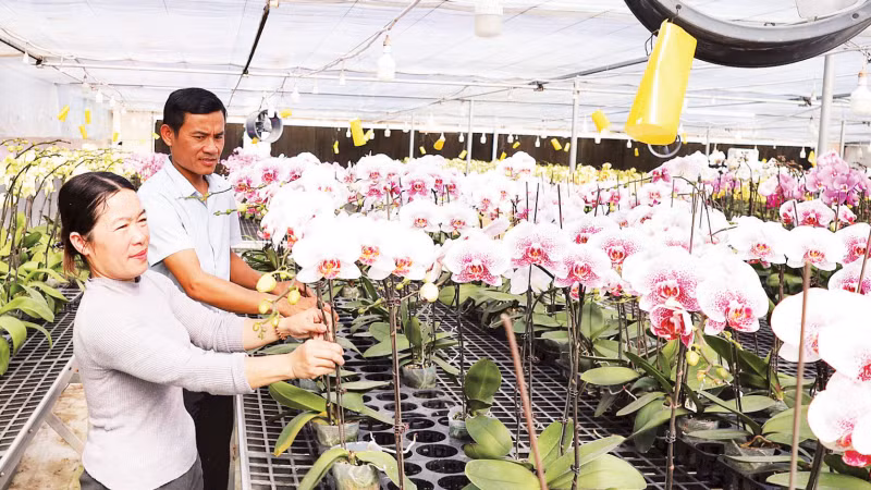 Vợ chồng anh Học, chị Hương bên những giàn hoa lan Hồ điệp phục vụ Tết Nguyên đán Bính Ngọ.