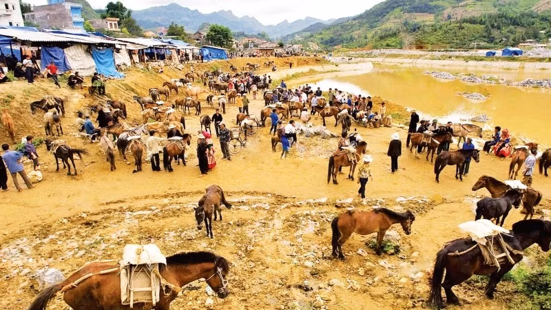 Một góc khu mua bán ngựa ở chợ phiên Bắc Hà (Lào Cai).