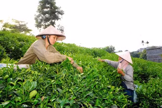 Người dân huyện Đồng Hỷ (Thái Nguyên) thu hoạch chè búp. Ảnh: HỒNG KỲ