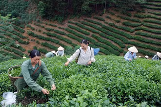 Người dân thôn Vĩnh Tân, xã Tân Trào (Sơn Dương, Tuyên Quang) thu hoạch chè. Ảnh: HỒ KHÁNH CHÂU