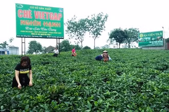 Khách du lịch thăm vùng chè đặc sản Tân Cương.