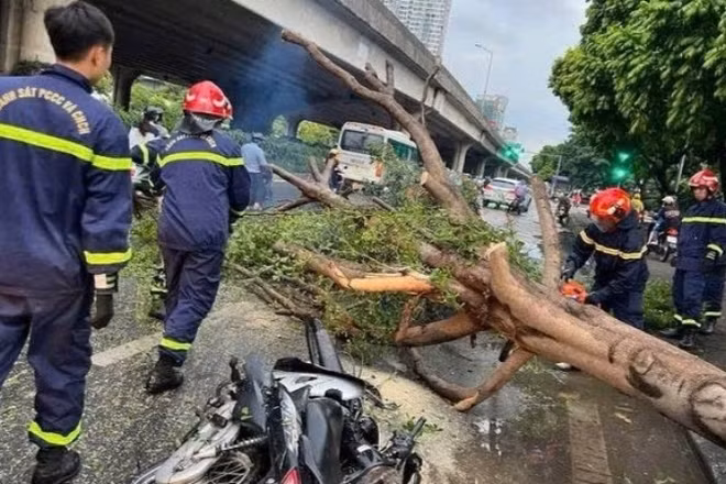 Lực lượng chức năng tham gia cứu hộ trường hợp cây đổ đè lên phương tiện của người dân. (Ảnh: Công an thành phố Hà Nội)