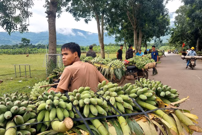 Người dân tập trung mua bán chuối tại địa điểm do địa phương quy hoạch tạm thời.