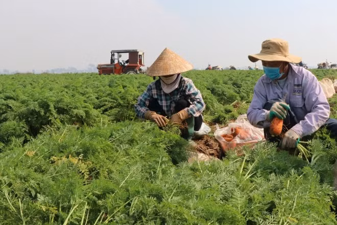 Thu hoạch cà rốt ở xã Cao Đức (tỉnh Bắc Ninh).