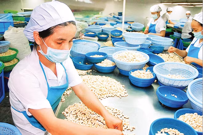 Sơ chế hạt điều xuất khẩu tại doanh nghiệp trên địa bàn tỉnh Đồng Nai. (Ảnh ĐỨC ANH)