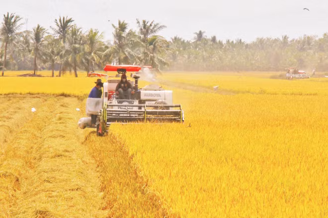 Nông dân thu hoạch lúa tại xã Vĩnh Thuận Đông, thành phố Cần Thơ. (Ảnh: TTXVN)