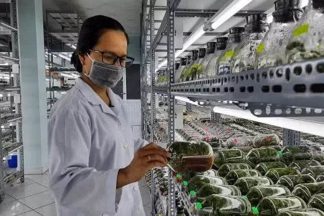 Phòng nuôi cấy mô cây giống Khu Nông nghiệp công nghệ cao Thành phố Hồ Chí Minh. (Ảnh minh họa/nhandan.vn)