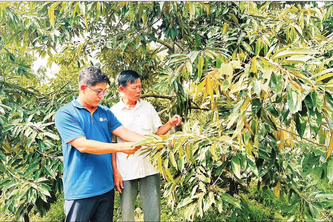 Vườn sầu riêng sử dụng thuốc bảo vệ thực vật an toàn, hiệu quả tại xã Hậu Mỹ, tỉnh Đồng Tháp.