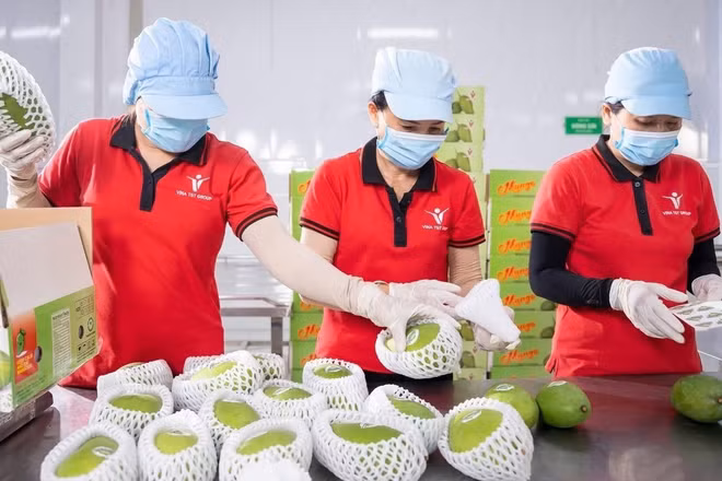 Đóng gói xoài xuất khẩu tại Công ty Vina T&T Group. (Ảnh: MINH ANH)