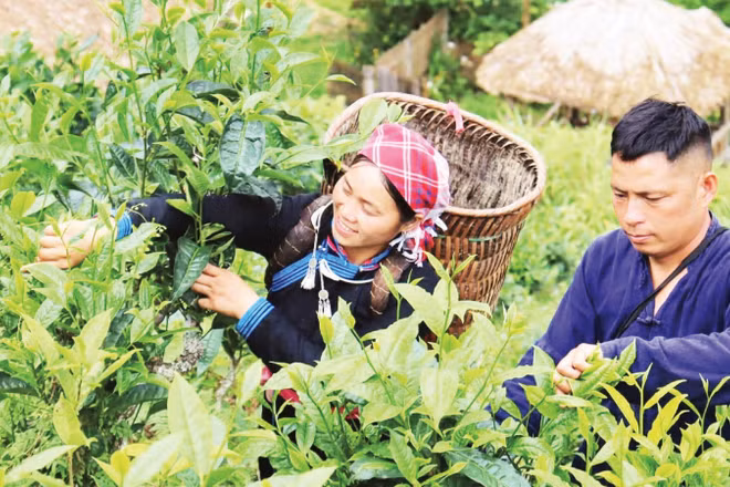 Chị Vàng Thị Thông giới thiệu trải nghiệm hái chè khi đến Bản Liền.