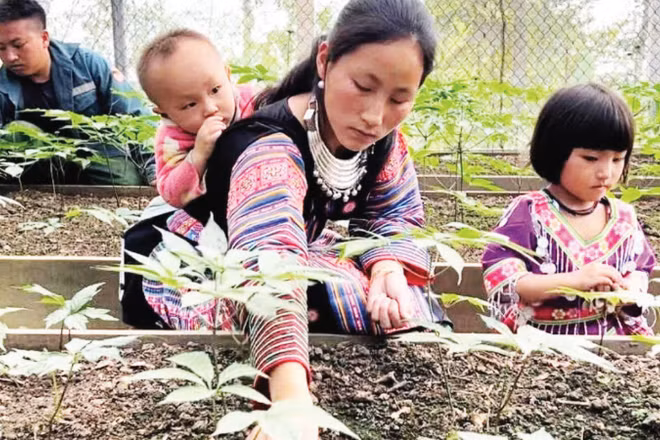 Cây sâm Ngọc Linh được Công ty TNHH một thành viên Đầu tư xây dựng Thành Long đưa về trồng giúp người dân Sơn La nâng cao thu nhập. (Ảnh CHÍ LONG)