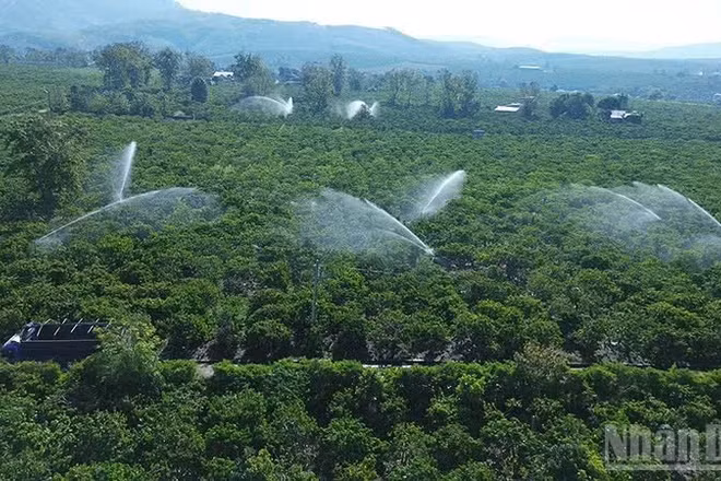 Tưới cà-phê bằng hệ thống béc phun tiết kiệm nước tại xã Đăk Hà.