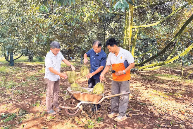 Vườn sầu riêng của gia đình ông Trần Quang Tá, xã Ea Knuếc (Đắk Lắk)