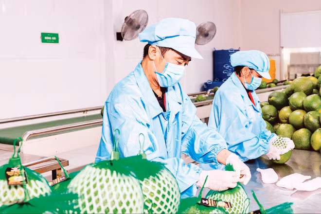 Đóng gói trái cây xuất khẩu tại Công ty Vina T&T Group. (Ảnh MINH ANH)