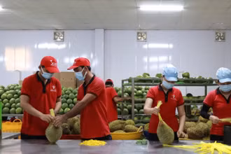 Công nhân đóng gói trái cây xuất khẩu tại Công ty Vina T&T Group. (Ảnh MINH ANH)