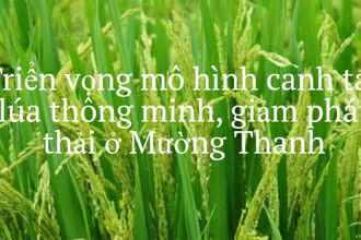 Triển vọng mô hình canh tác lúa thông minh, giảm phát thải ở Mường Thanh