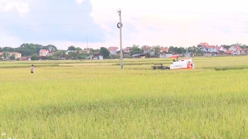 Nông dân Thanh Hóa gặt lúa trước bão.