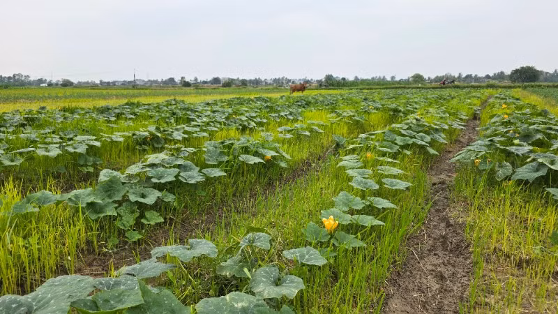 Thanh Hóa phấn đấu trồng 46.000ha cây vụ đông.
