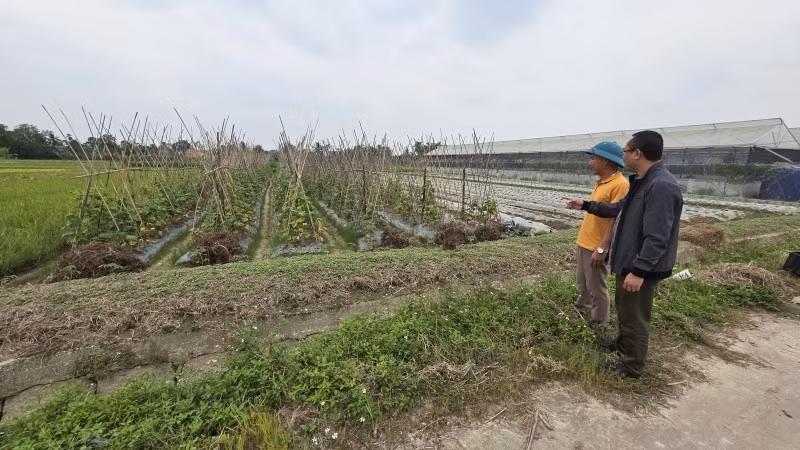 Thanh Hóa triển khai trồng cây vụ đông.