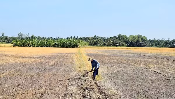Hạn hán ở đồng bằng sông Cửu Long. (Ảnh: NGUYỄN SỰ)