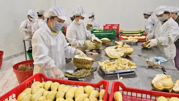 Sầu riêng đã vươn lên trở thành mặt hàng rau quả xuất khẩu chủ lực, với kim ngạch hàng tỷ USD mỗi năm. (Ảnh: Ban Tổ chức cung cấp)