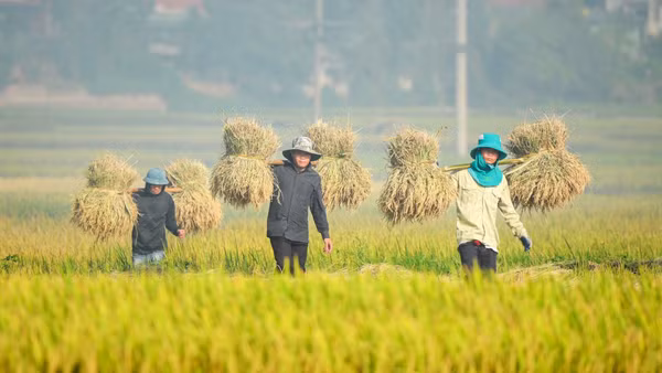 Nông dân Điện Biên thu hoạch lúa mùa. (Ảnh: nhandan.vn)