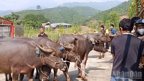 Các hộ dân tộc thiểu số xã Mỏ Vàng được nhận hỗ trợ gia súc. (Ảnh: THANH SƠN)