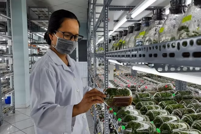 Phòng nuôi cấy mô cây giống Khu Nông nghiệp công nghệ cao Thành phố Hồ Chí Minh.