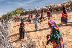 Tổ chức SOS Sahel đã khởi động dự án hiện đại hóa sản xuất hạt fonio vào năm 2022 tại châu Phi thuộc GGW.