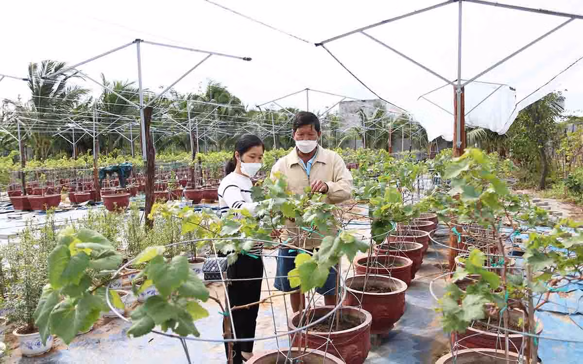 Nông dân Ninh Thuận chăm sóc nho kiểng bán Tết Nhâm Dần 2022 -0