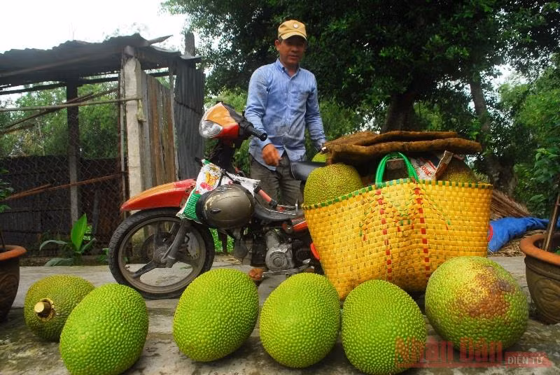 Mít rớt giá thảm, nông dân lỗ nặng -0