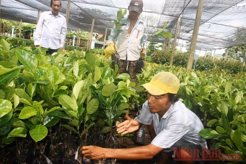 Mít rớt giá thảm, nông dân lỗ nặng -0