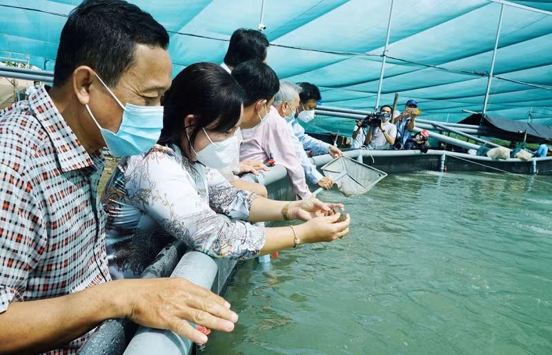 Hơn 1.300ha nuôi tôm ở Sóc Trăng bị thiệt hại do thời tiết bất thường -0