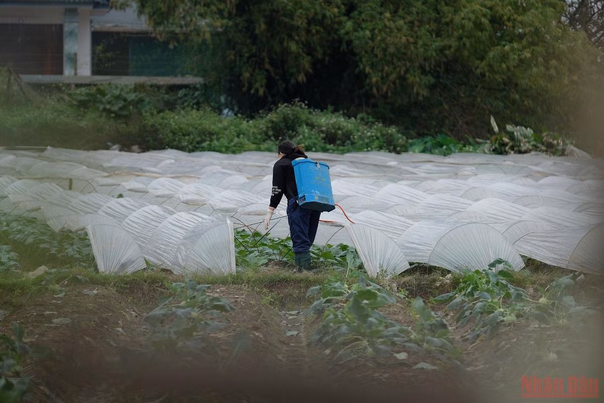 Nông dân Hà Nội “mặc áo”, rửa sương cho rau xanh chống -0