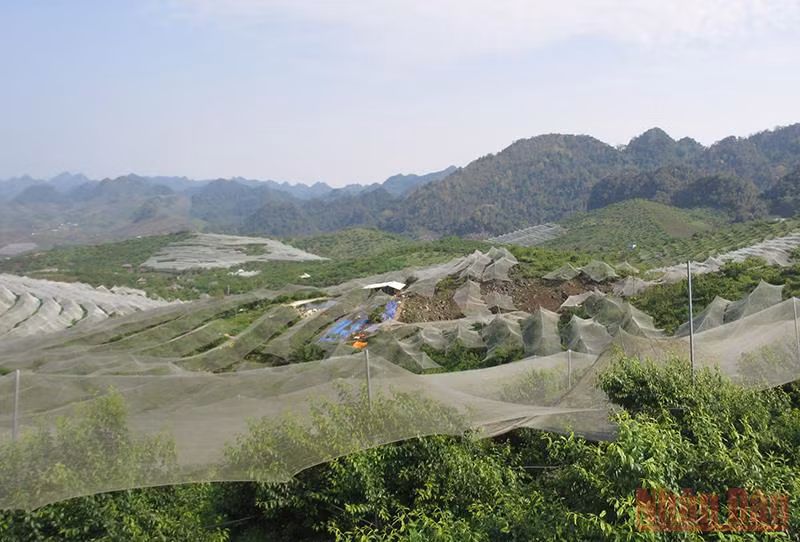Mắc lưới chống mưa đá của nông dân Sơn La -0