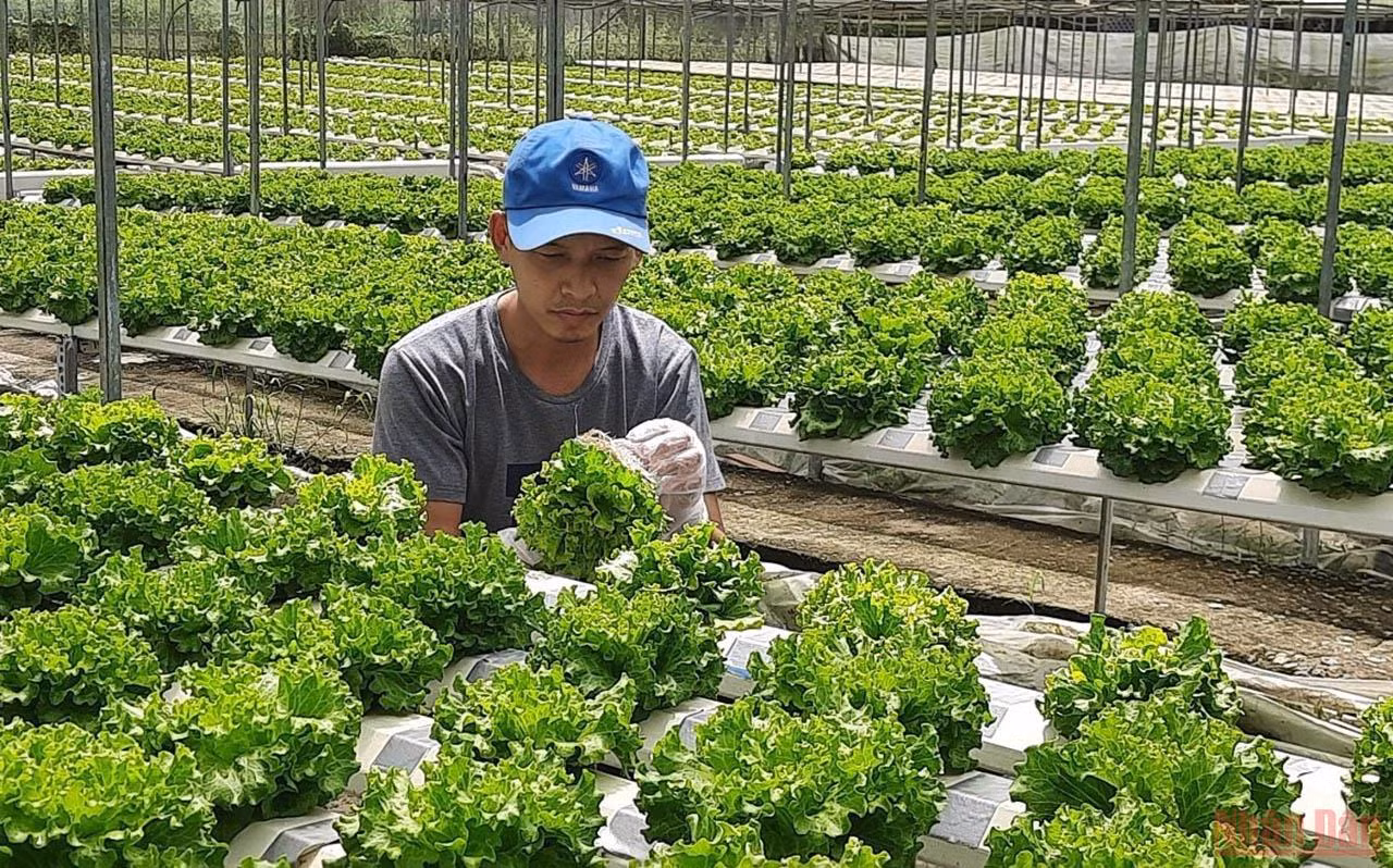 Đánh thức tiềm năng phát triển của “đất thép” Củ Chi -0