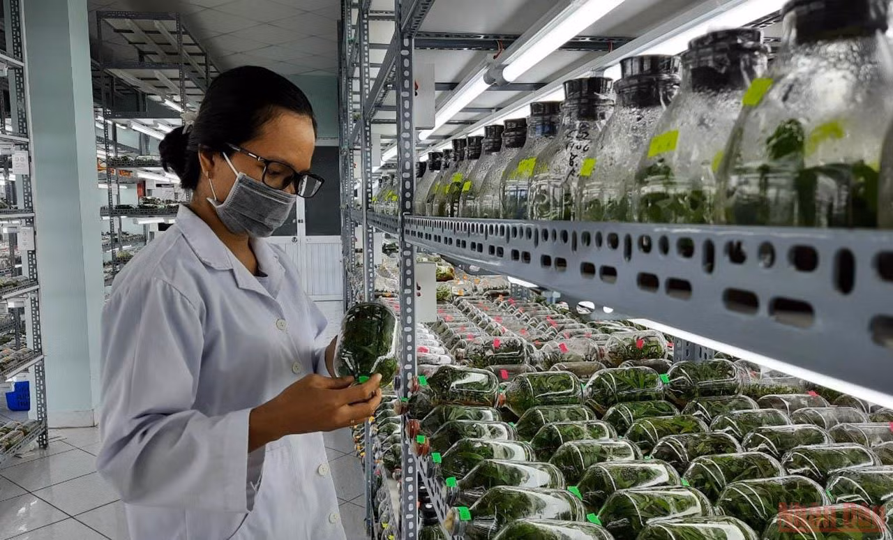 Đánh thức tiềm năng phát triển của “đất thép” Củ Chi -0