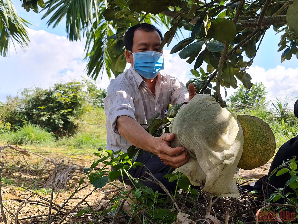 Quảng Ngãi nỗ lực phục hồi vùng chuyên canh trái cây miền trung du -0