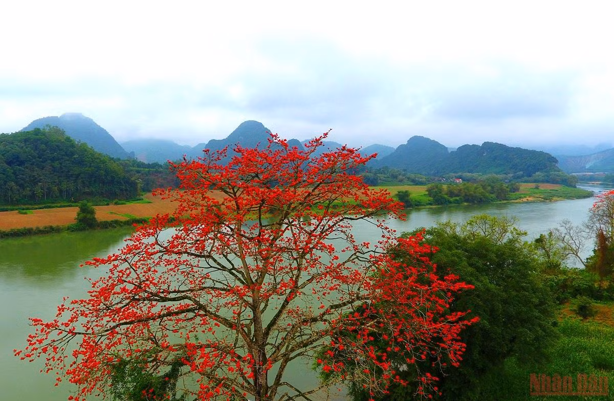 Rực đỏ mùa hoa gạo bên sông Lam -0