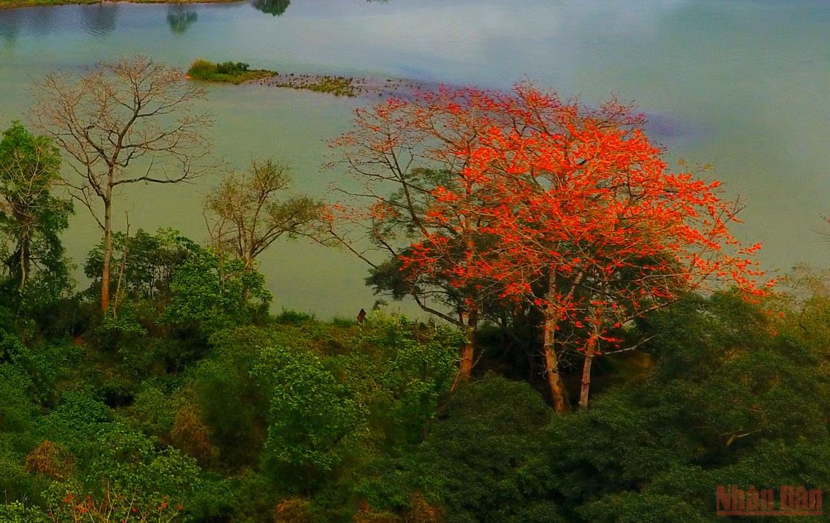 Rực đỏ mùa hoa gạo bên sông Lam -0