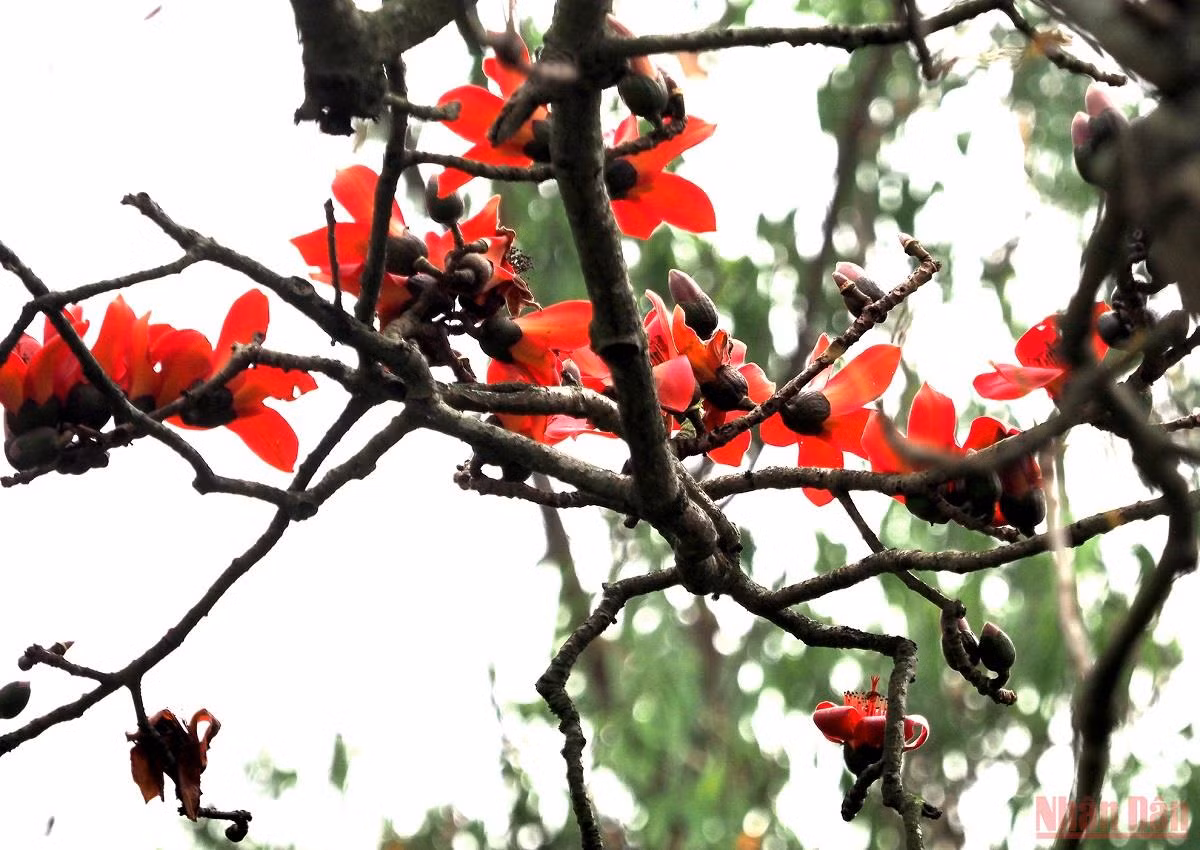 Rực đỏ mùa hoa gạo bên sông Lam -0