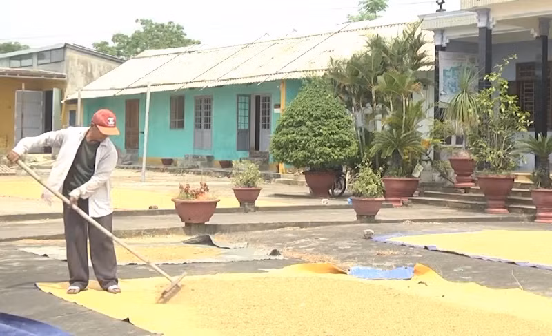 Nông dân Quảng Nam khẩn trương thu hoạch lúa hè thu -0