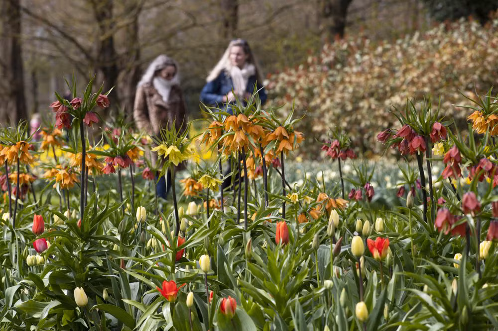 Hà Lan chào đón du khách vườn hoa nổi tiếng Keukenhof -0